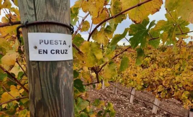 卡斯蒂利亚-莱昂自治区进行“恢复小众葡萄品种”工作