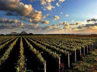 《烟台葡萄酒产区保护条例》明年1月1日起正式实施