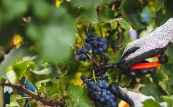2020年最新數據：意大利蟬聯全球葡萄酒產量第一