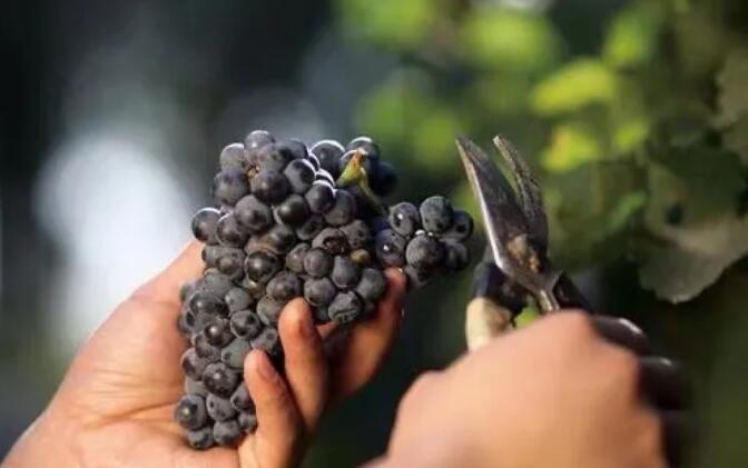 张裕涨停给中国葡萄酒带来了何种信心？| 微酿观察