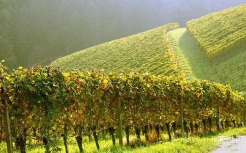 2020年意大利葡萄酒出口额下跌4.6%