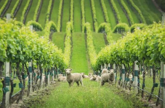 酩悦香槟葡萄园遭遇离奇袭击，14只羊被偷走