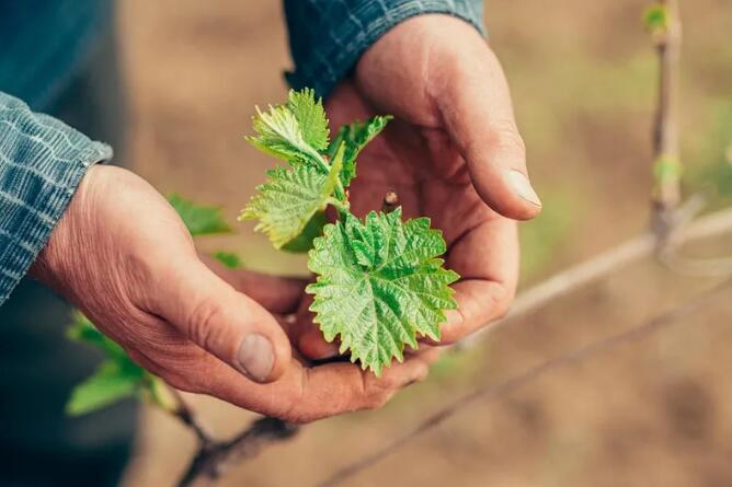 西班牙葡萄酒监管委员会遵循可持续发展和生态转型行动方针