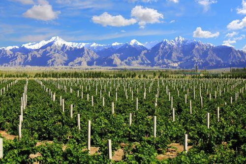 新疆将重点打造葡萄酒产业