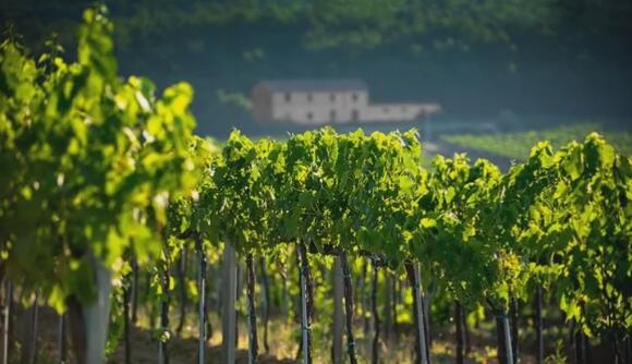 2021年意大利葡萄酒要绝地反击了？
