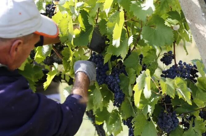 2021年意大利葡萄酒要绝地反击了？