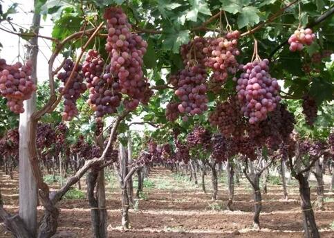 中央国务院发布“一号文件”，对葡萄酒行业有什么影响？