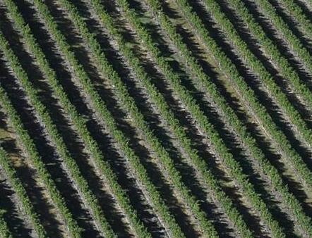 因谴责波尔多葡萄酒瓶中存在农药残留，法国某协会发言人被罚款12.5万欧元