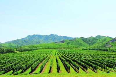 长城宁夏工厂新建1.2万亩葡萄园