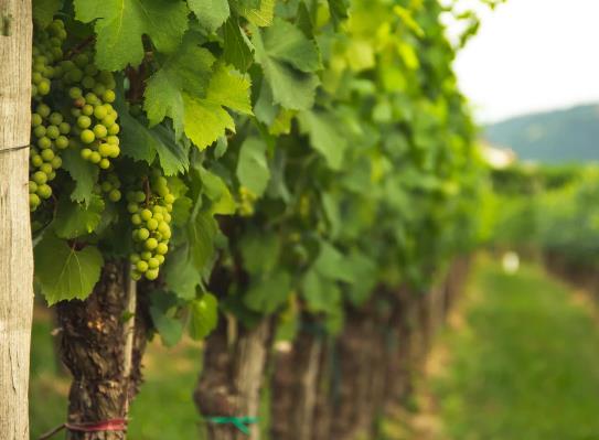 Valpolicella葡萄酒产区有什么特点？