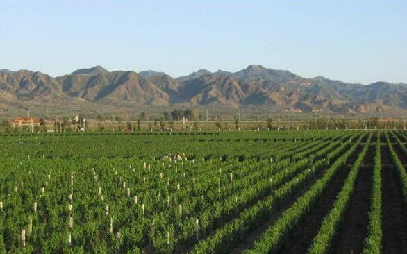 新疆昌吉市继续做大做强葡萄酒产业
