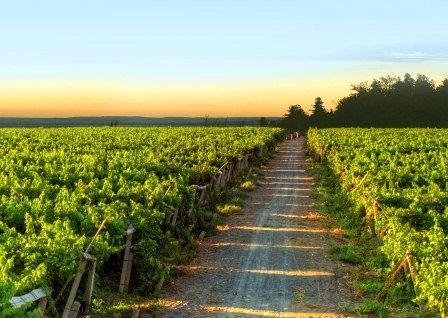 石嘴山市推进枸杞、葡萄酒产业发展