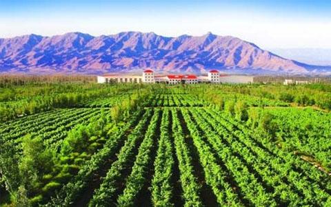 宁夏将建设国家葡萄及葡萄酒产业开放发展综合试验区