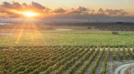 普利亚葡萄酒品质农业食品生产区正式创建