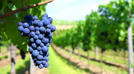 科学机构发现桑娇维塞同源葡萄品种—维斯帕洛拉