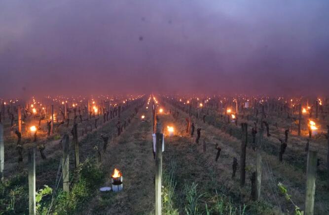 法国波尔多遭遇严重霜冻灾害，酒庄减产，葡萄酒价格会上涨