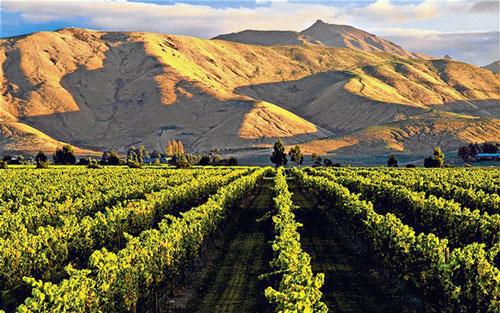 2021年新西兰葡萄酒产量低，出口很可能供不应求