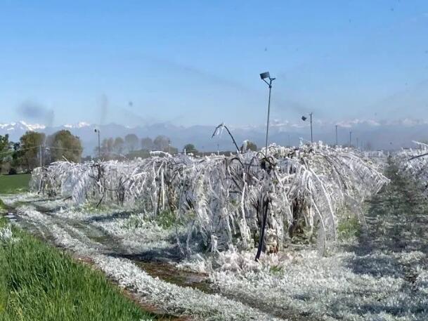 意大利多地出现严重霜冻，葡萄园受到很大影响