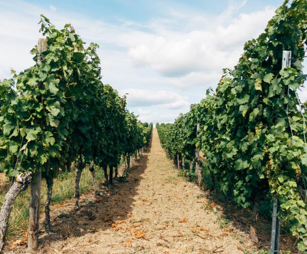 朗格葡萄酒产区有什么特点？