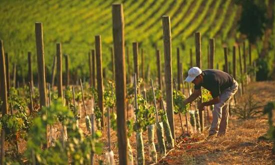 2020年里奥哈红白葡萄平均生产成本数据公布