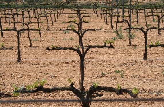 西班牙雷阿尔城省申请新葡萄园种植面积超过全国全年总种植面积