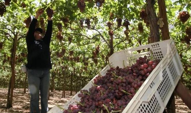 今年前四个月智利水果出口量额双增长，出口产品包括鲜食葡萄
