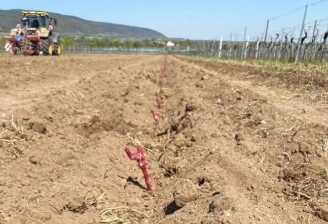法国阿尔萨斯1000棵新种植葡萄藤被盗