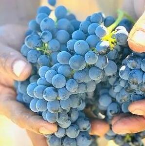 《2021年南非葡萄酒收获报告》新鲜出炉