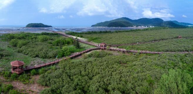 马爹利在中国启动红树林生态系统保护项目