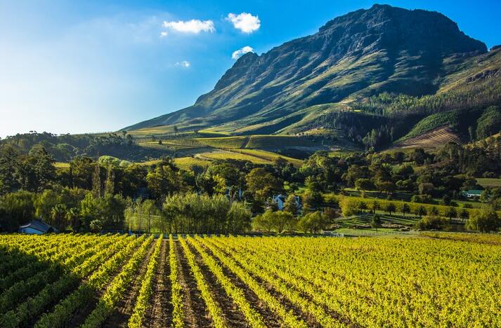 2021年南非酿酒葡萄产量同比增长8.9%