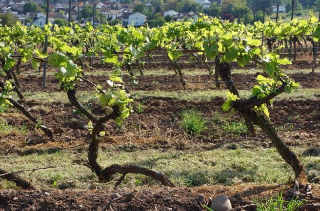 9名欧洲葡萄种植者和顾问计划创建自跟生葡萄藤葡萄酒协会