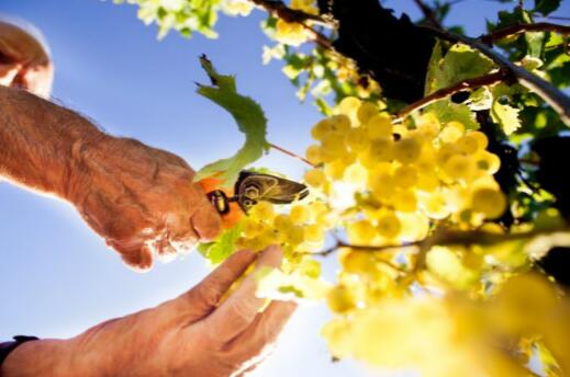 新西兰2021年葡萄产量同比下降19%