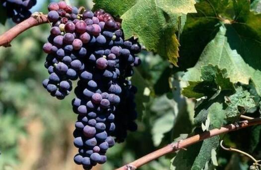 2021年南非葡萄酒年度收成报告新鲜出炉