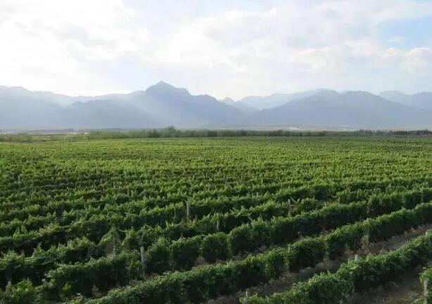 宁夏国家葡萄及葡萄酒产业开放发展综合试验区将举行挂牌仪式