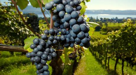 意大利葡萄酒行业将采用可持续发展标准