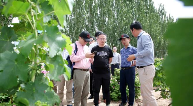 中粮名庄荟布局国产精品葡萄酒领域，建立高端销售运营体系