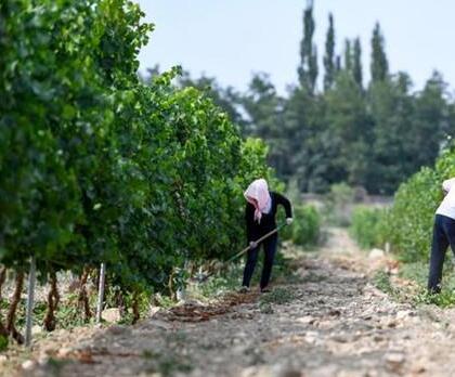 中国将在贺兰山东麓建成世界级优质葡萄酒产区