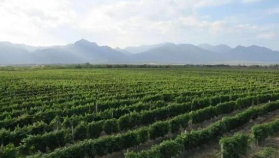 杭州市葡萄酒行业协会到访考察贺兰山东麓葡萄酒产业