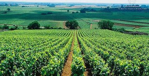 《中國（寧夏）賀蘭山東麓葡萄酒產業高質量發展規劃（2021—2035）》征求意見
