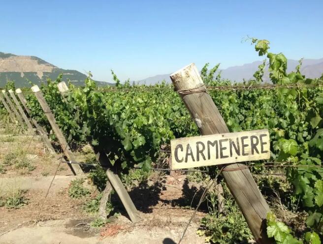 智利葡萄酒进口额增长超过40%，高性价比从何而来？