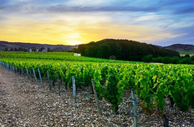法国葡萄酒产量下降，价格会上涨吗？