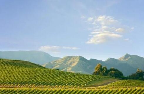 受疫情影响，新西兰葡萄酒产业面临巨大挑战