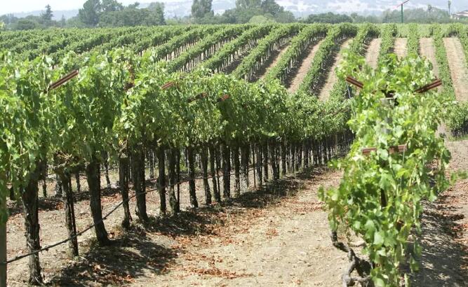 加州干旱可能持续300年，葡萄园选择停产