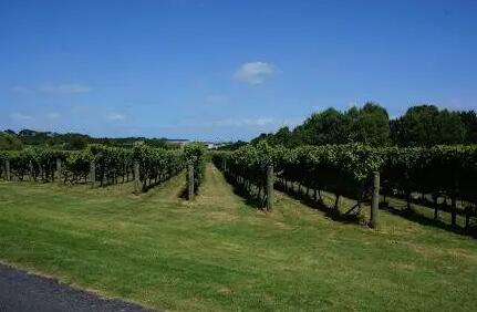 新西兰最大家族酒庄新玛利庄园被出售转让
