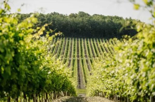 法国葡萄种植业者采取新方式应对全球暖化形势