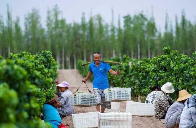 新疆焉耆县10万亩酿酒葡萄进入采摘季