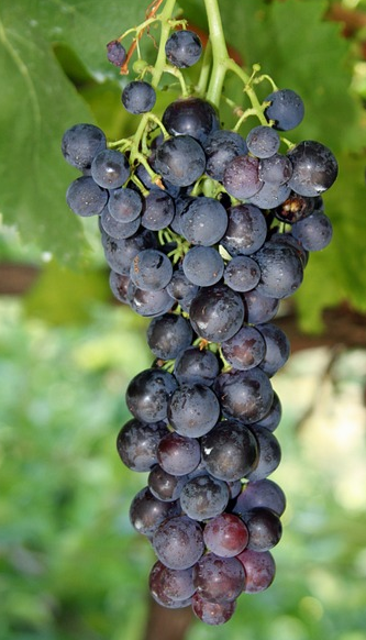 普罗旺斯与和桃红葡萄酒之间有什么关系？