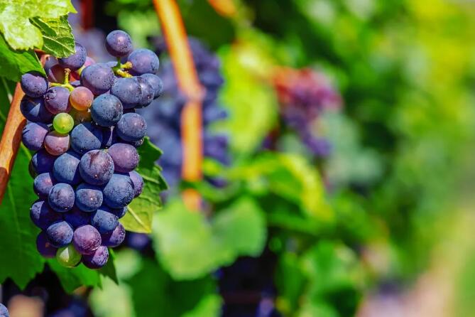 2021年6月智利葡萄酒出口量增长6.5%