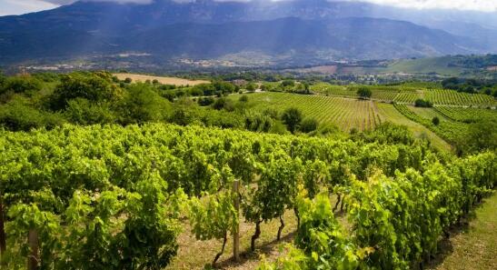 阿布鲁佐葡萄酒产区协会宣布重启葡萄酒产区游