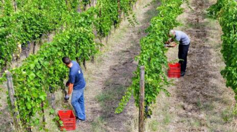 伦巴第大区酿酒葡萄产量下降15%